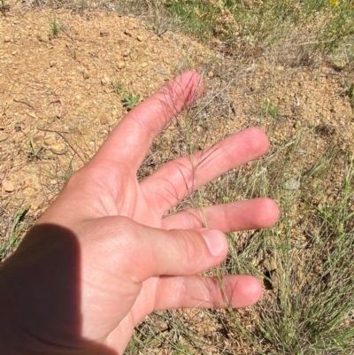 Aristida jerichoensis var. subspinulifera