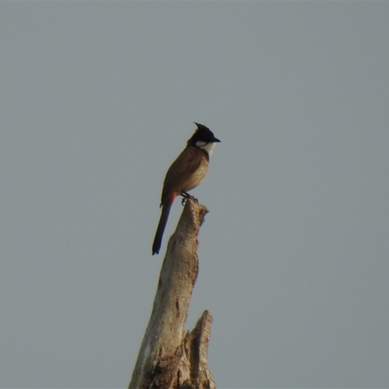 Pycnonotus jocosus