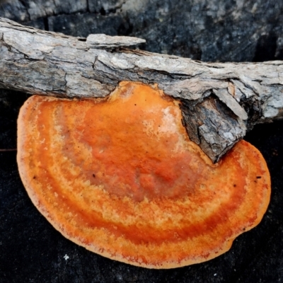 Trametes coccinea