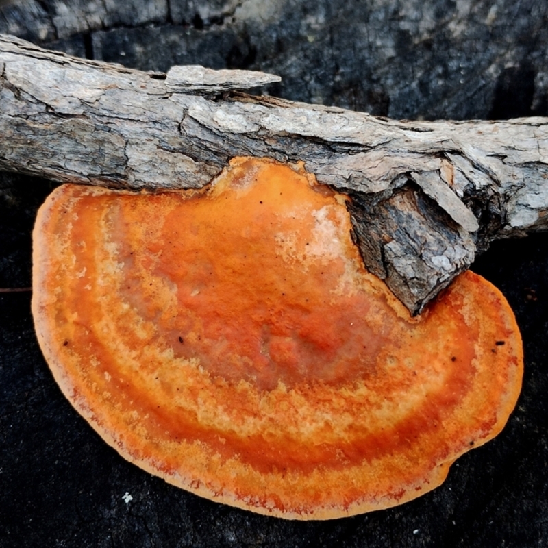 Trametes coccinea