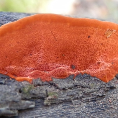 Trametes coccinea