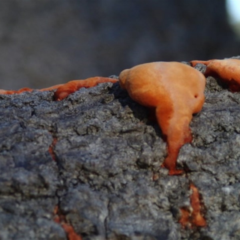 Pycnoporus sp.