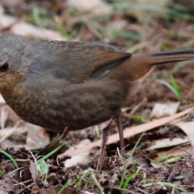 Pycnoptilus floccosus