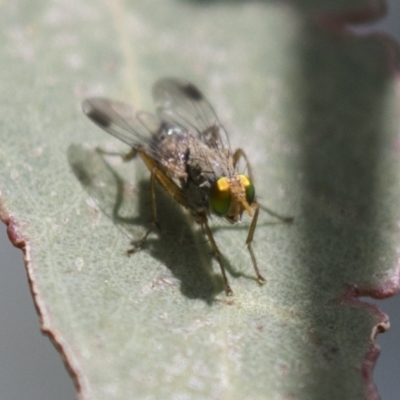 Pygophora apicalis