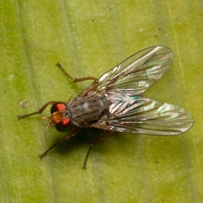 Pygophora sp. (genus)