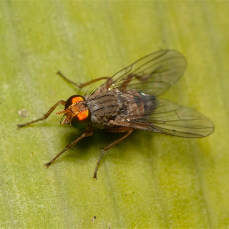 Pygophora sp. (genus)