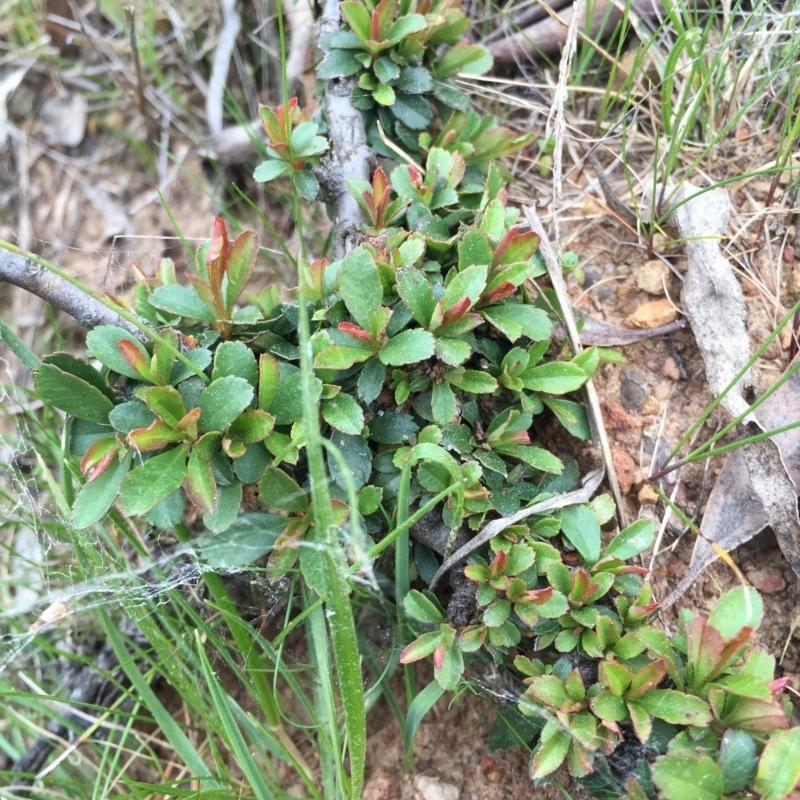 Pyracantha crenulata