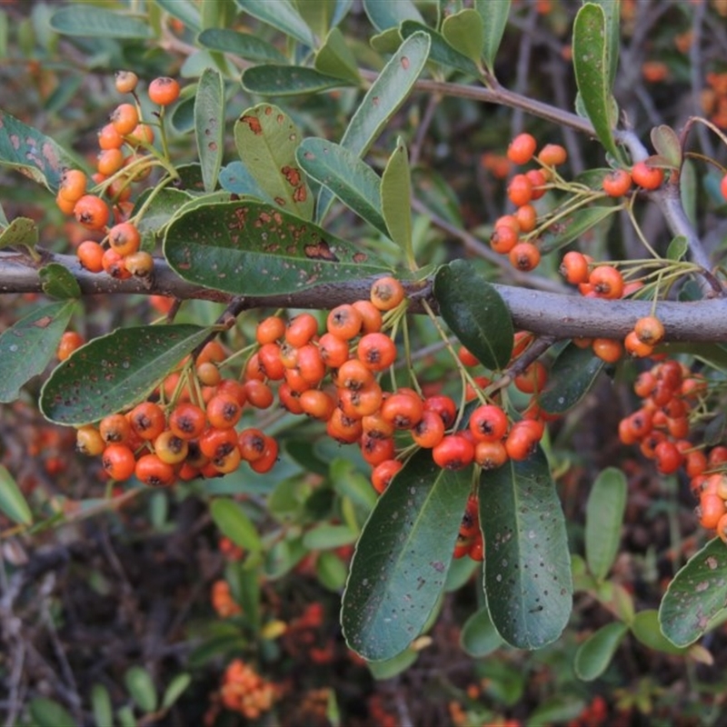 Pyracantha fortuneana