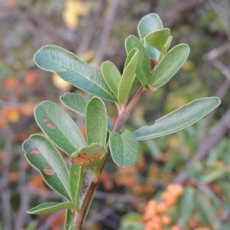 Pyracantha fortuneana