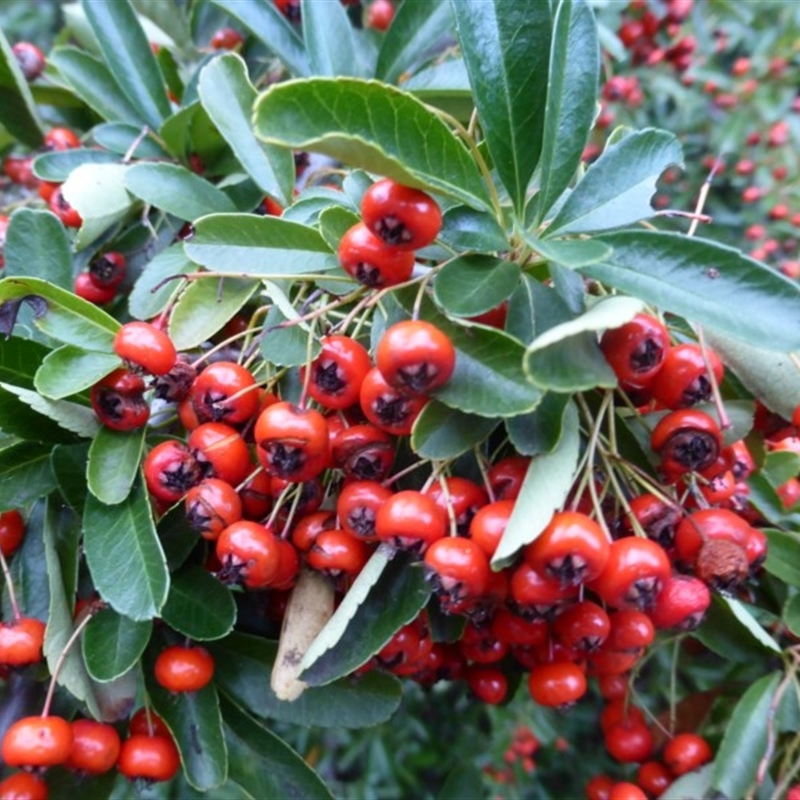 Pyracantha fortuneana