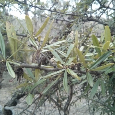 Pyracantha sp.