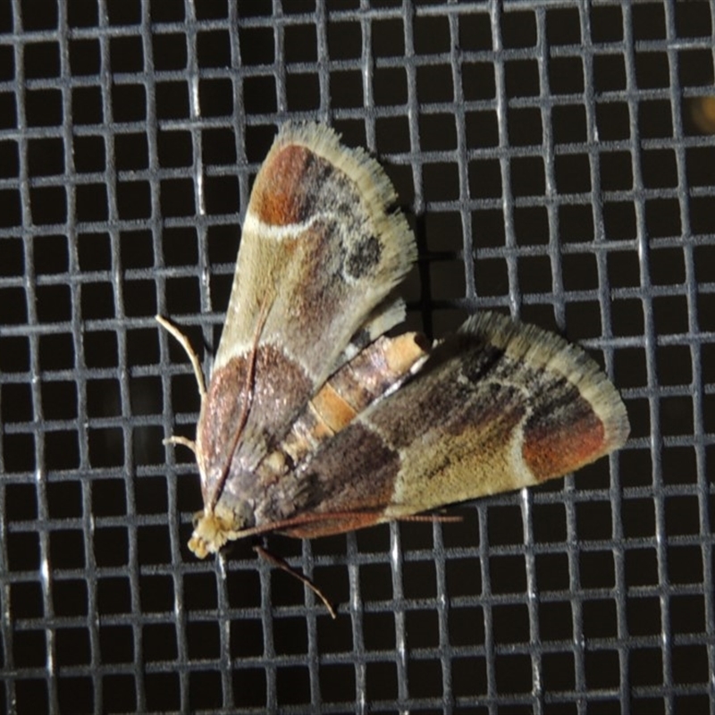 Pyralis farinalis