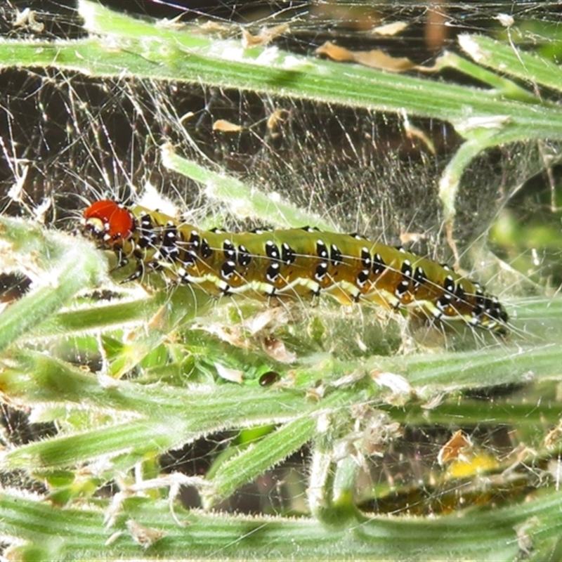 Pyraloidea immature Unverified