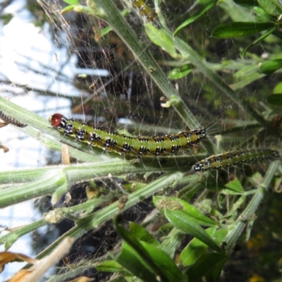 Pyraloidea immature unidentified