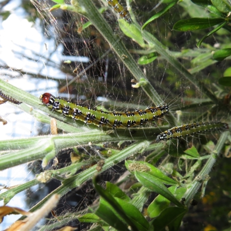 Pyraloidea immature unidentified