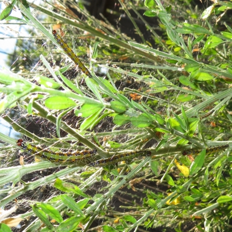 Pyraloidea immature Unverified