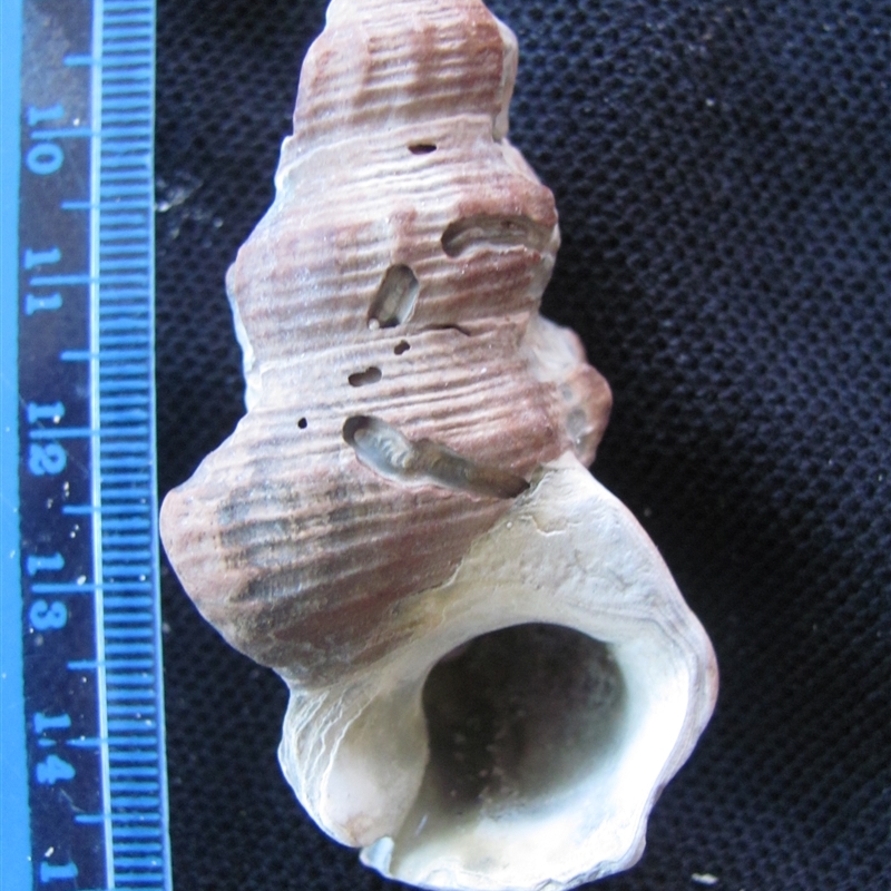 Pyrazus ebeninus - Black River Beach, Tasmania (D. Dedenczuk)