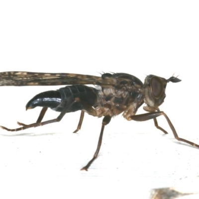 Pyrgotidae sp. (family)