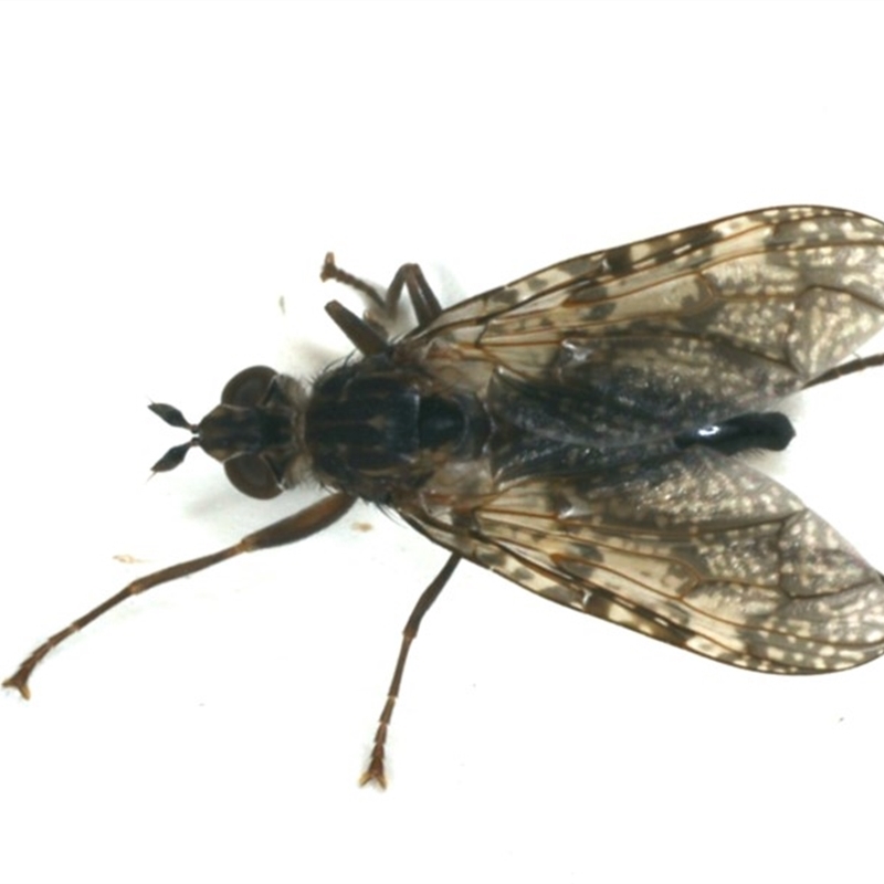 Pyrgotidae sp. (family)