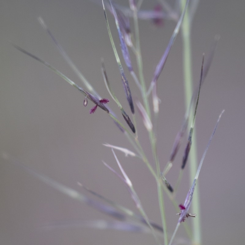 Aristida sp.