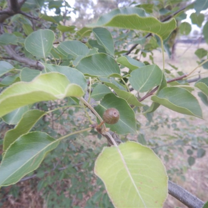 Pyrus ussuriensis