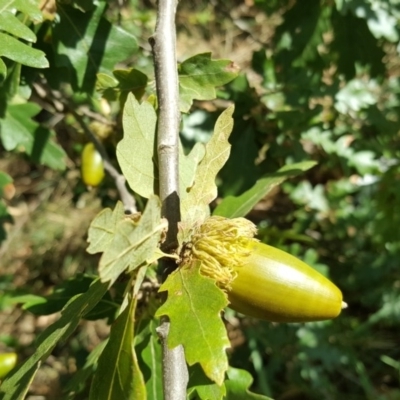 Quercus cerris