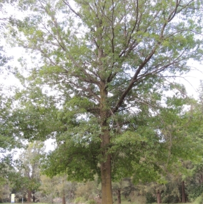 Quercus palustris