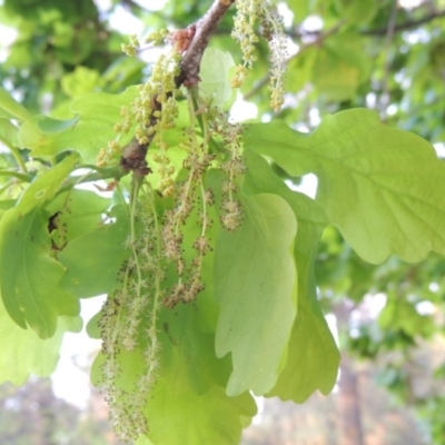 Quercus robur