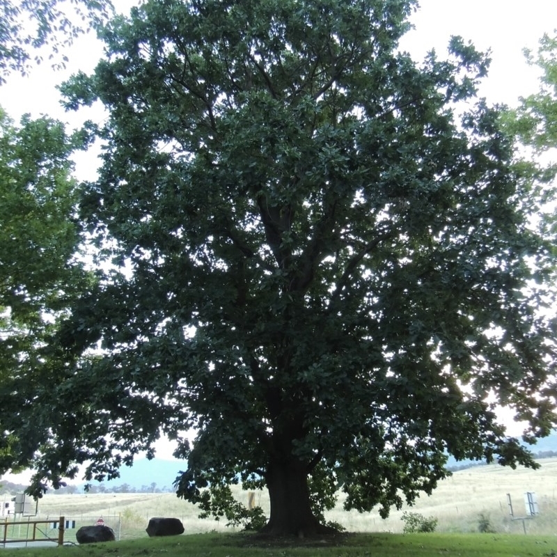 Quercus robur