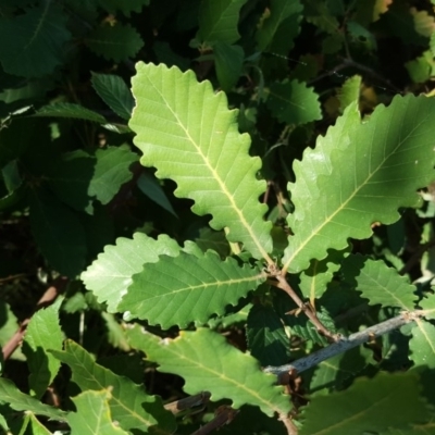 Quercus sp.