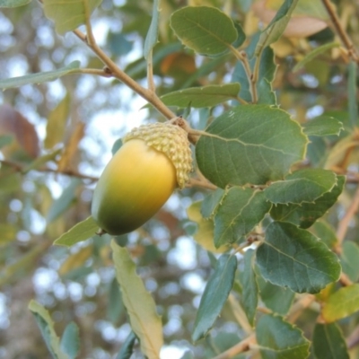 Quercus suber