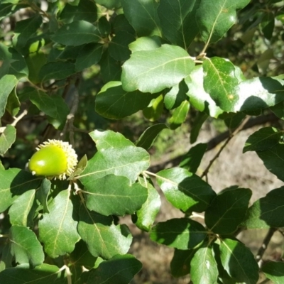 Quercus suber