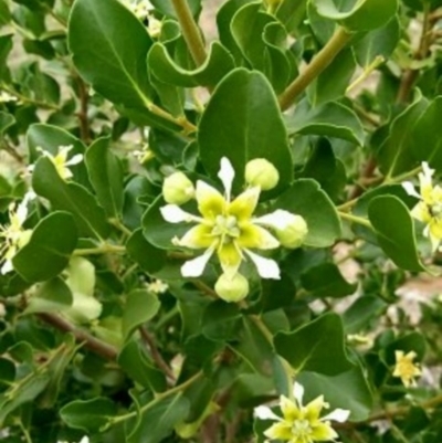 Quillaja saponaria