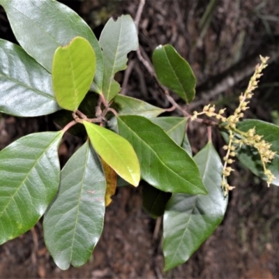 Quintinia sieberi