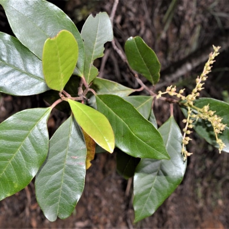 Quintinia sieberi