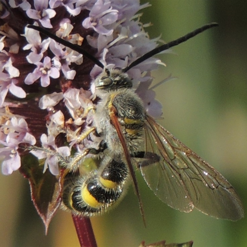 Radumeris tasmaniensis