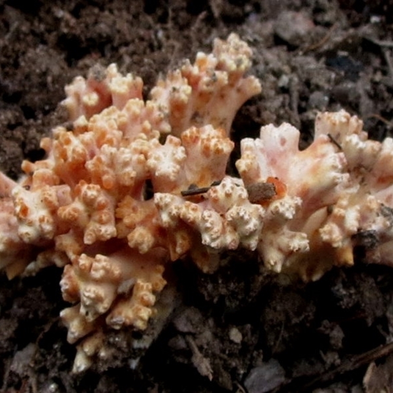 Ramaria capitata ochraceosalmonicolor