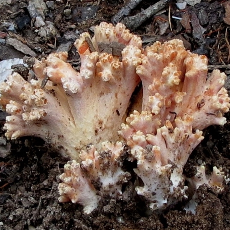 Ramaria capitata ochraceosalmonicolor