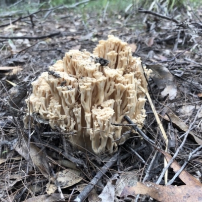 Ramaria capitata var. capitata