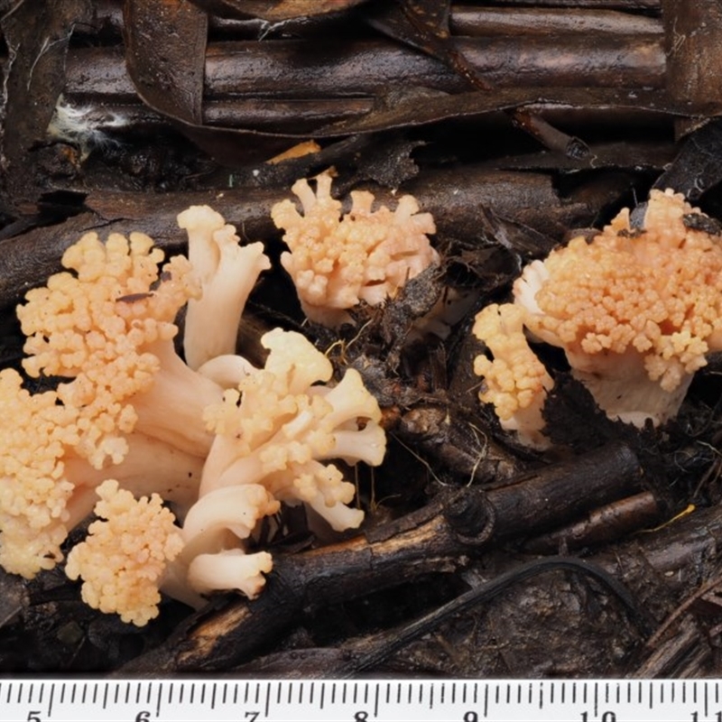 Ramaria capitata var. capitata