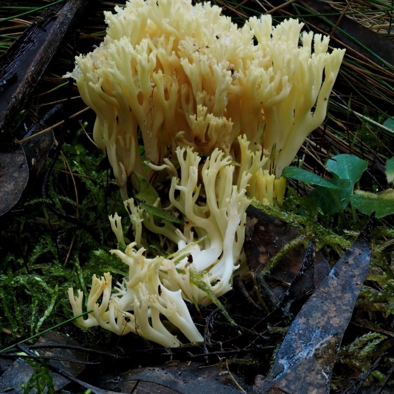 Ramaria sp.