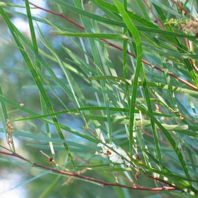 Acacia longissima