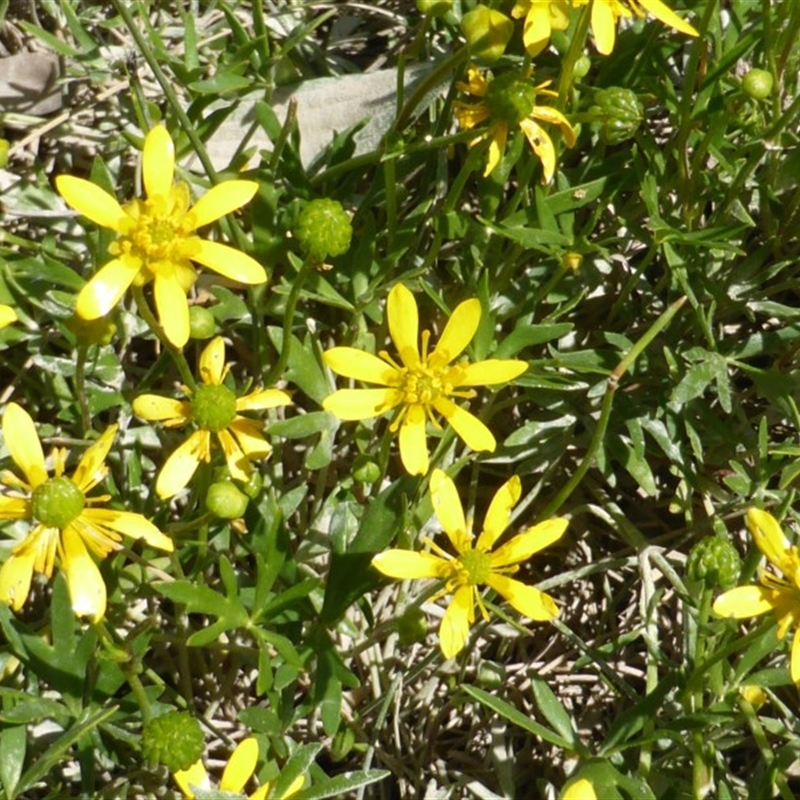 Ranunculus amphitrichus