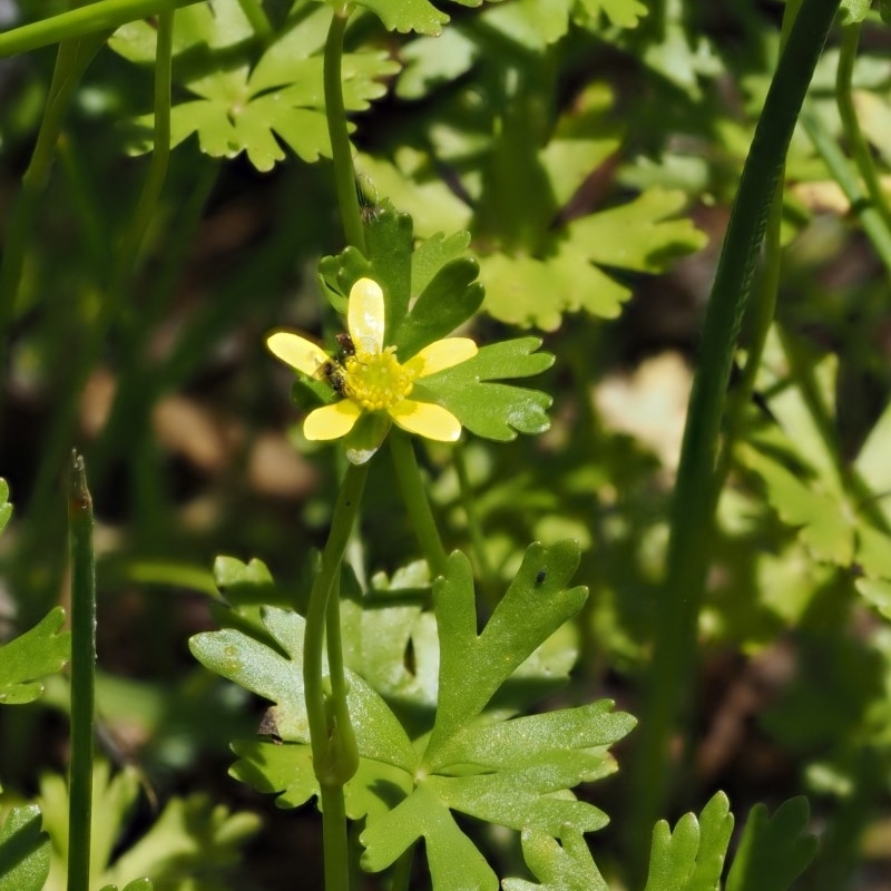 Ranunculus amphitrichus