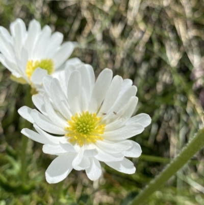 Ranunculus anemoneus