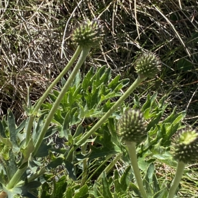 Ranunculus anemoneus