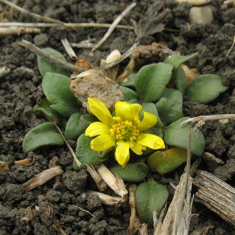 Ranunculus diminutus