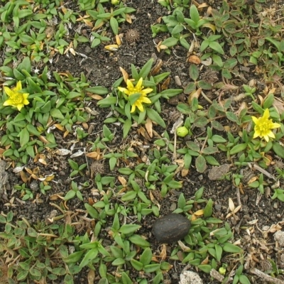 Ranunculus diminutus