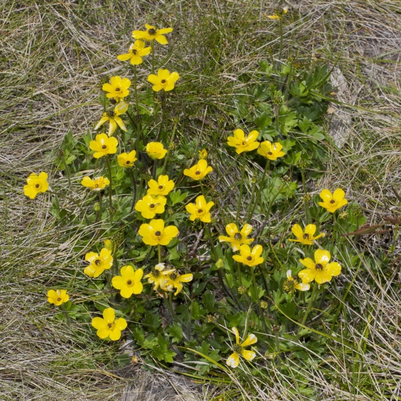 Ranunculus graniticola