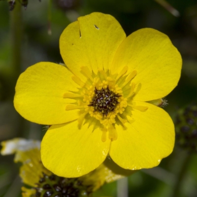 Ranunculus graniticola